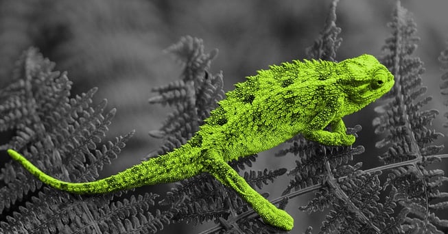 01-chameleon.jpg